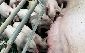Kortere faringer giver mere robuste grise