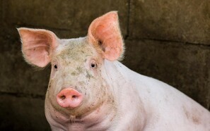 Værd at vide om grisens sanser