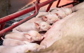 Ansvarlig avl - Fremtidens vej for svineproduktion