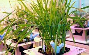 Nyudviklet robot passer og overvåger selv 117 planter