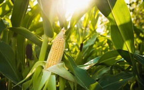 Fem skarpe om GMO, GMO-frit foder og mælken