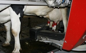 Danmark fører med AMS-mælk