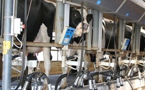 Hvor billigt kan vi producere mælk?
