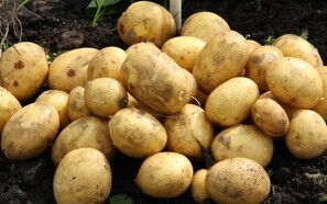 Pesticidafgift truer kartoffelavl