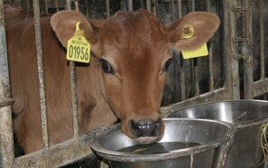 Nyt mælkepulver hjalp kalvene