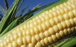 EU's ministre enige om GMO-forslag