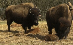 LandTV: Mød den fynske bison