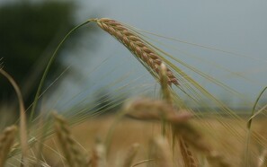 Kornanalyser i dagligdagen og i det store perspektiv