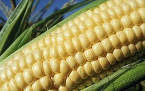 Tommelen ned for GMO-majs