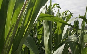 Krav om stop for GMO-maseri