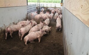 Ukraine firedobler sin import i juni af svinekød fra EU