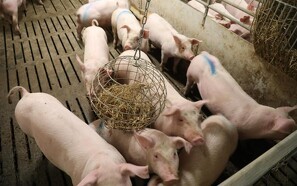 Luftrenser kan reducere 96 procent af ammoniakken i svinestaldene