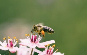 Bier bruger mønstre til at finde blomster