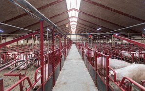 De bedste svineproducenter holder skindet på næsen trods dårlige prisforhold
