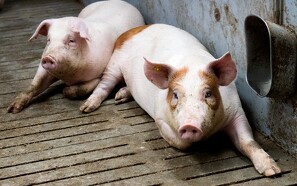 40.000 overvægtige svin klar til slagt i Tyskland