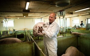 Klimaudledninger på dansk gris er reduceret med 30 procent