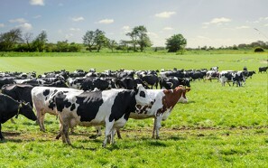 15 procent af kvægejerne fik sanktioner