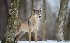 Første danske ulv fanget og GPS-mærket