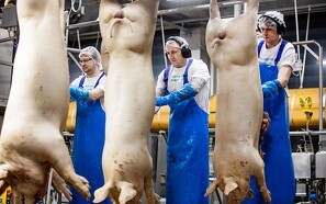Stigende krav får slagteri til at give medarbejderen gratis danskundervisning