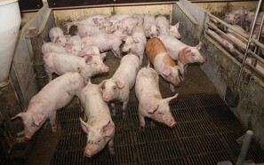 Salget af grisekød ud af Europa halter