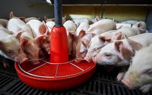 Bæredygtig griseproduktion starter i avlen