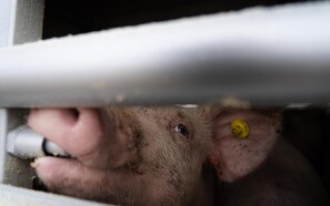 Rabobank forventer mindre handel med grisekød i 2023