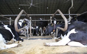 Forskning skal udvikle en klimavenlig stald til køer