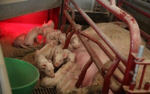 Stigende AFS-smitte kan føre til fald i kinesisk griseproduktion