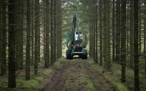 Op mod 44 procent træ fældet i Danmark kan ikke spores