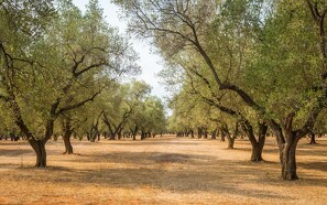 Tørke truer de spanske landmænds produktion af olivenolie