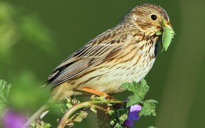 Forskning: Landbruget er hovedårsag til fugles tilbagegang