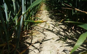 DMI: Tørken kan blive lige så alvorlig som i 2018