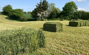 Triticale med græsudlæg kan give tidlig grovfoderhøst i 2024