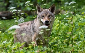 Formodet ulv skudt i Holland efter angreb på fåreavler