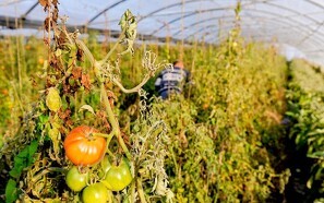 Økologer: EU-Kommissionens GMO-plan er et tilbageskridt