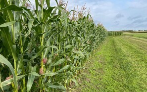 DLG inviterer til majs- og græsdemo på Elmegården