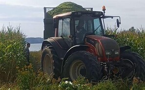 Majs-høst med rækkebord på Barsø