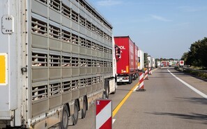 Dyrenes Beskyttelse har fulgt grisetransport 22,5 timer gennem Europa