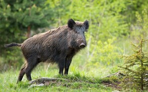 Sverige vil hegne sig ud af svinepest