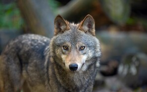 Plads til 210 ulve i Danmark