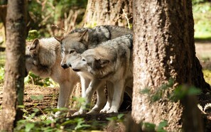 Fåreavler bekymret for mangedobling af ulve