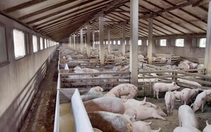 Kina åbner for import af grisekød fra Rusland