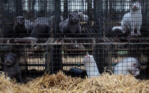 66-årig mand idømt fængsel for ulovlige mink