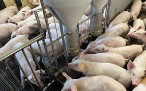 Sunde griselunger kåres igen i år