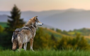 30 får død efter formodet ulveangreb