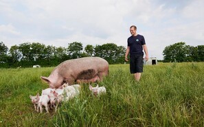 Svært år for økologisk grisekød