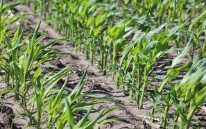 Syngentas majssort topper landsforsøg for tredje år i træk