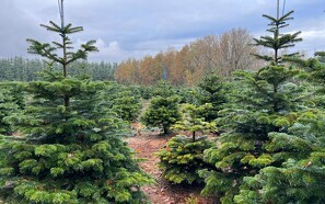 Hvert år stjæles 50.000 juletræer