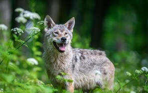 Tysk delstat tillader jagt på ulv efter angreb på husdyr