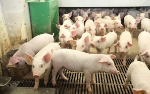 Kinesiske griseproducenter får store underskud